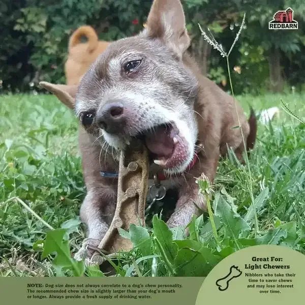 Redbarn Pet Products Chew - A - Bulls Brush Dog Dental Treat - Talis Us