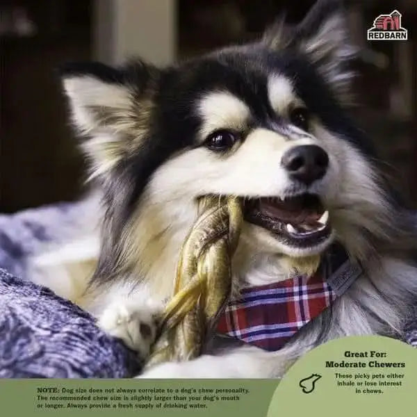 Redbarn Pet Products Odor Free Braided Bully Stick Dog Chew 20ea/7 in, 20 ct Redbarn