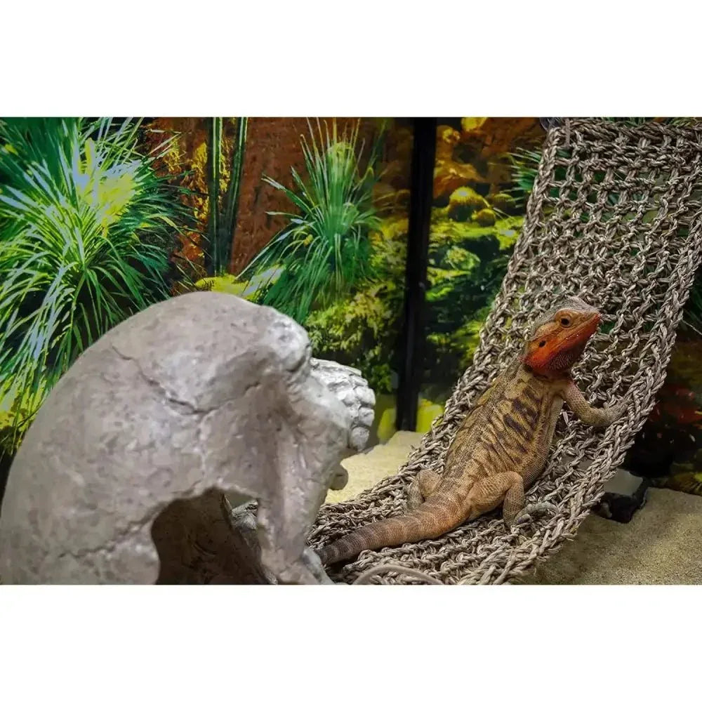 Reptology Skull Hide - Away Habitat Décor - Talis Us