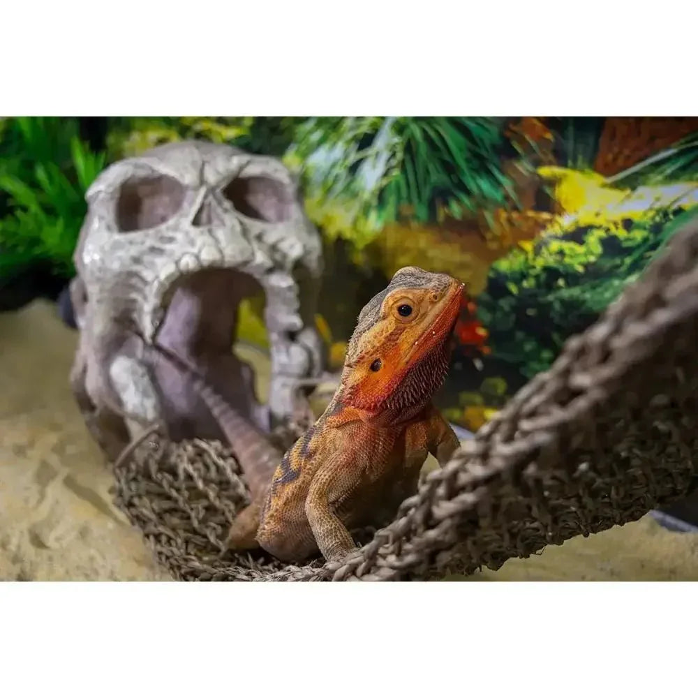 Reptology Skull Hide - Away Habitat Décor - Talis Us
