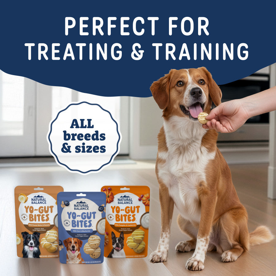 Dog sitting attentively while being offered a training treat with three packs of yogurt and blueberry bites nearby