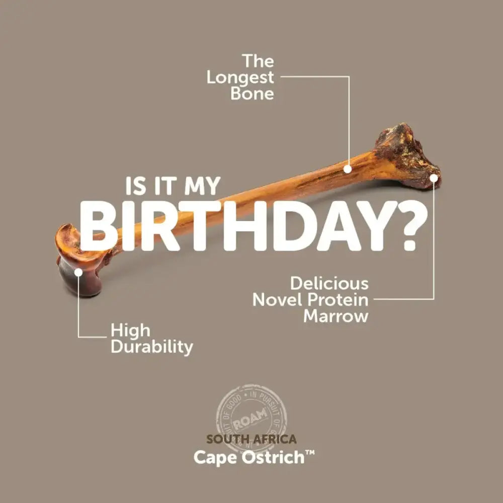 Roam Pet Treats Forever Bone Long Lasting Ostrich Dog Bone - Talis Us