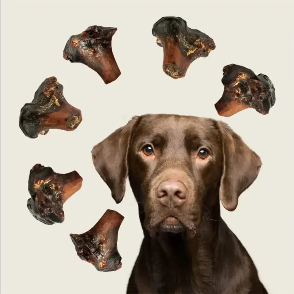 Roam Pet Treats Gnaw - Kle Ostrich Knuckle Dog Chew - Talis Us