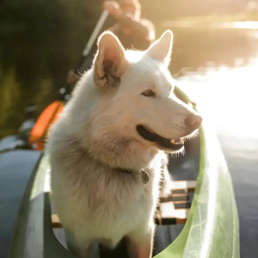 Roam Pet Treats Ossy Trachs Ostrich Trachea Dog Chew - Talis Us