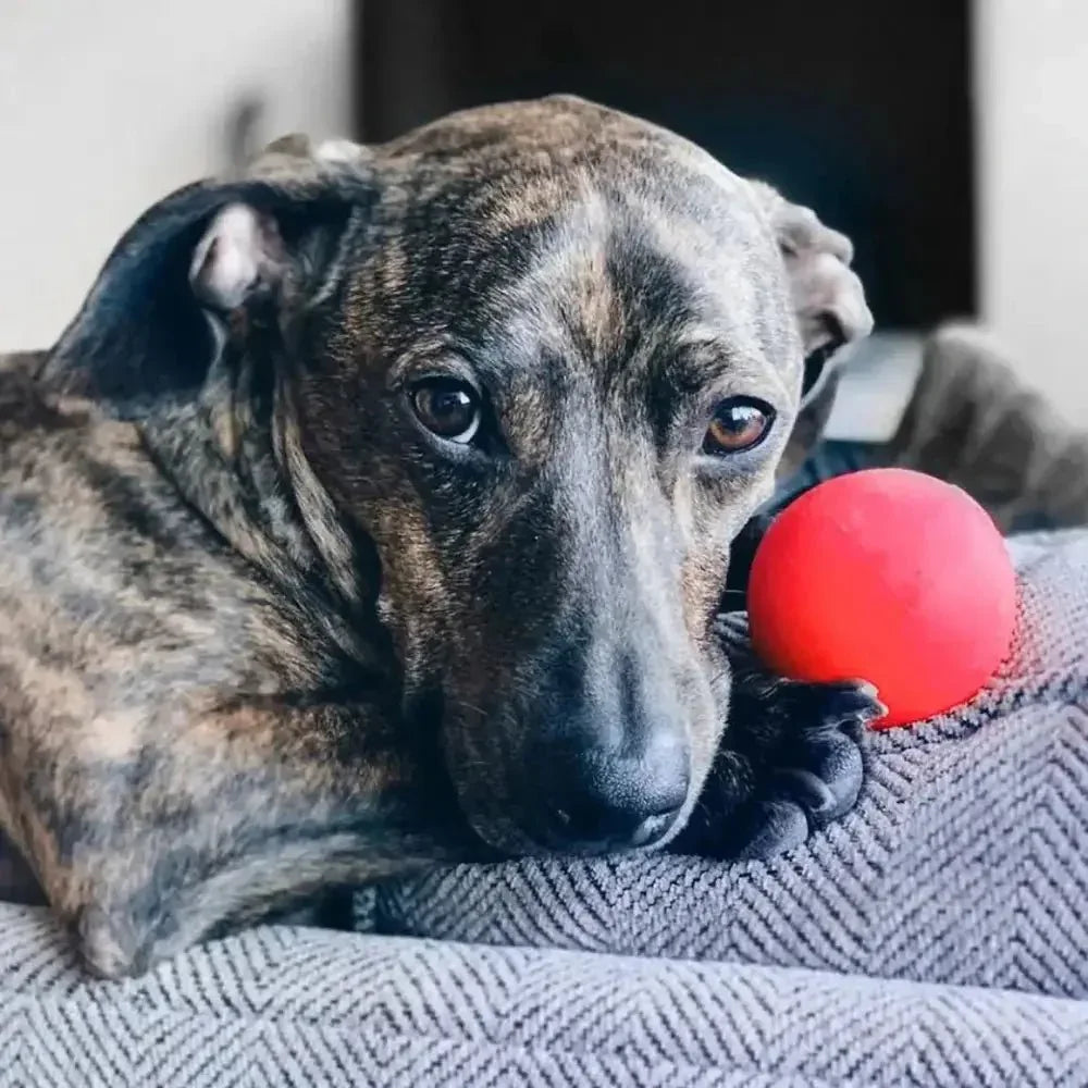 Ruff Dawg, Ball Tough Dog Chew Toy - Talis Us