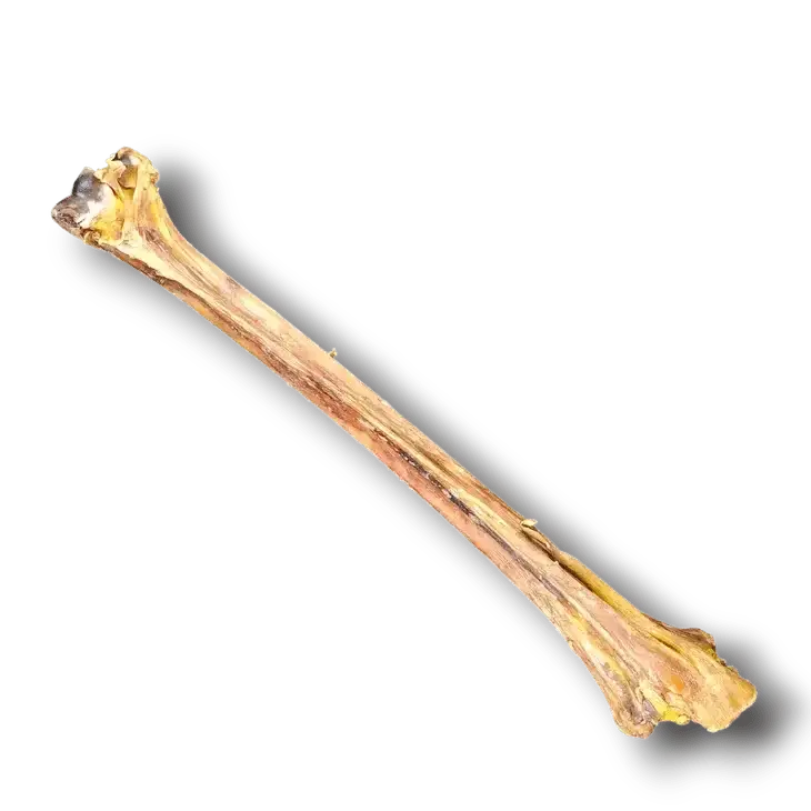 Savannah Ostrich Long Bone Single Ingredient Novel Protein Dog Treat - Talis Us