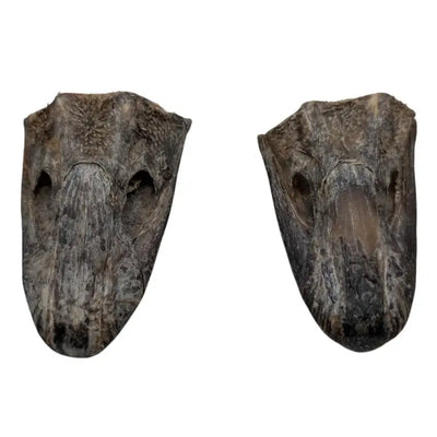 Crunchy ostrich beak dog treat from Savannah Pet Food, perfect for satisfying your dog's chewing needs