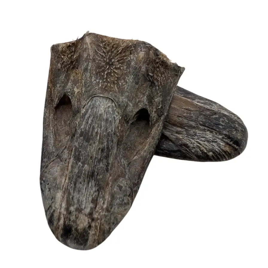 Savannah Pet Food crunchy ostrich beak dog treat made from natural ingredients for healthy chewing