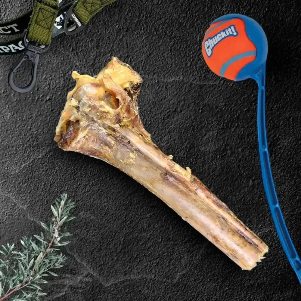Savannah Splinter - Free Ostrich Cane. Long - lasting, Natural Dog Gnaw Treat - Talis Us