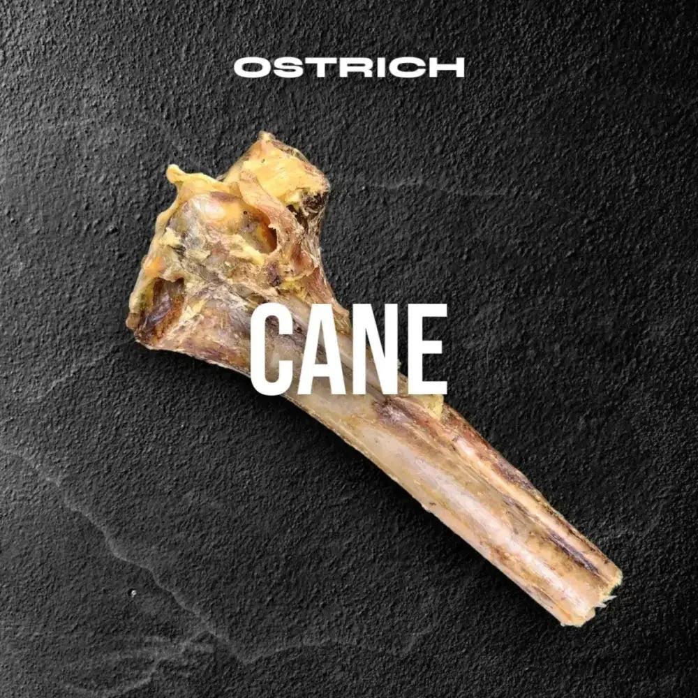 Savannah Splinter - Free Ostrich Cane. Long - lasting, Natural Dog Gnaw Treat - Talis Us