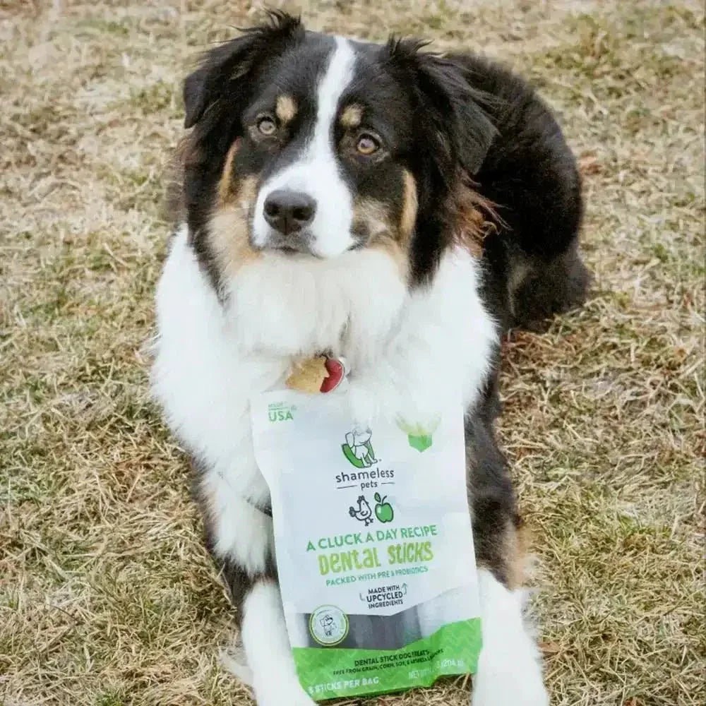 Shameless Pets A Cluck A Day (Pre/Probiotic) Dental Sticks Dog Treats - Talis Us