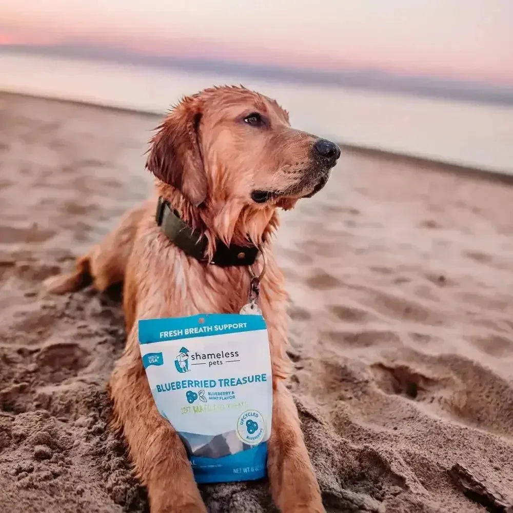 Shameless Pets Blueberried Treasure Soft Baked Dog Treats - Talis Us
