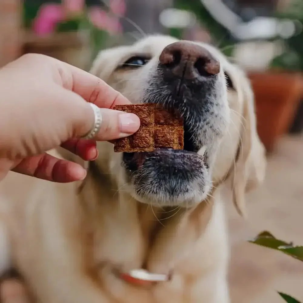 Shameless Pets Jerky Bite Dog Treats 5 oz - Talis Us