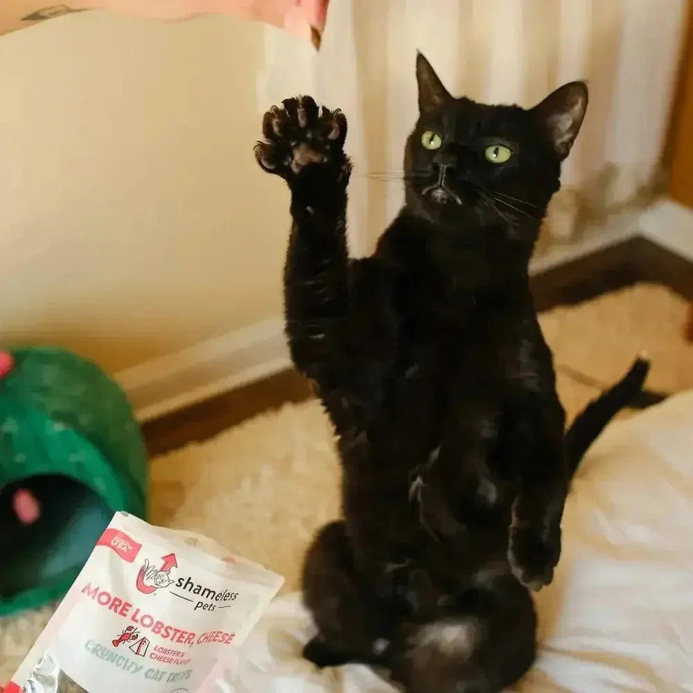 Shameless Pets More Lobster, Cheese Crunchy Cat Treats - Talis Us