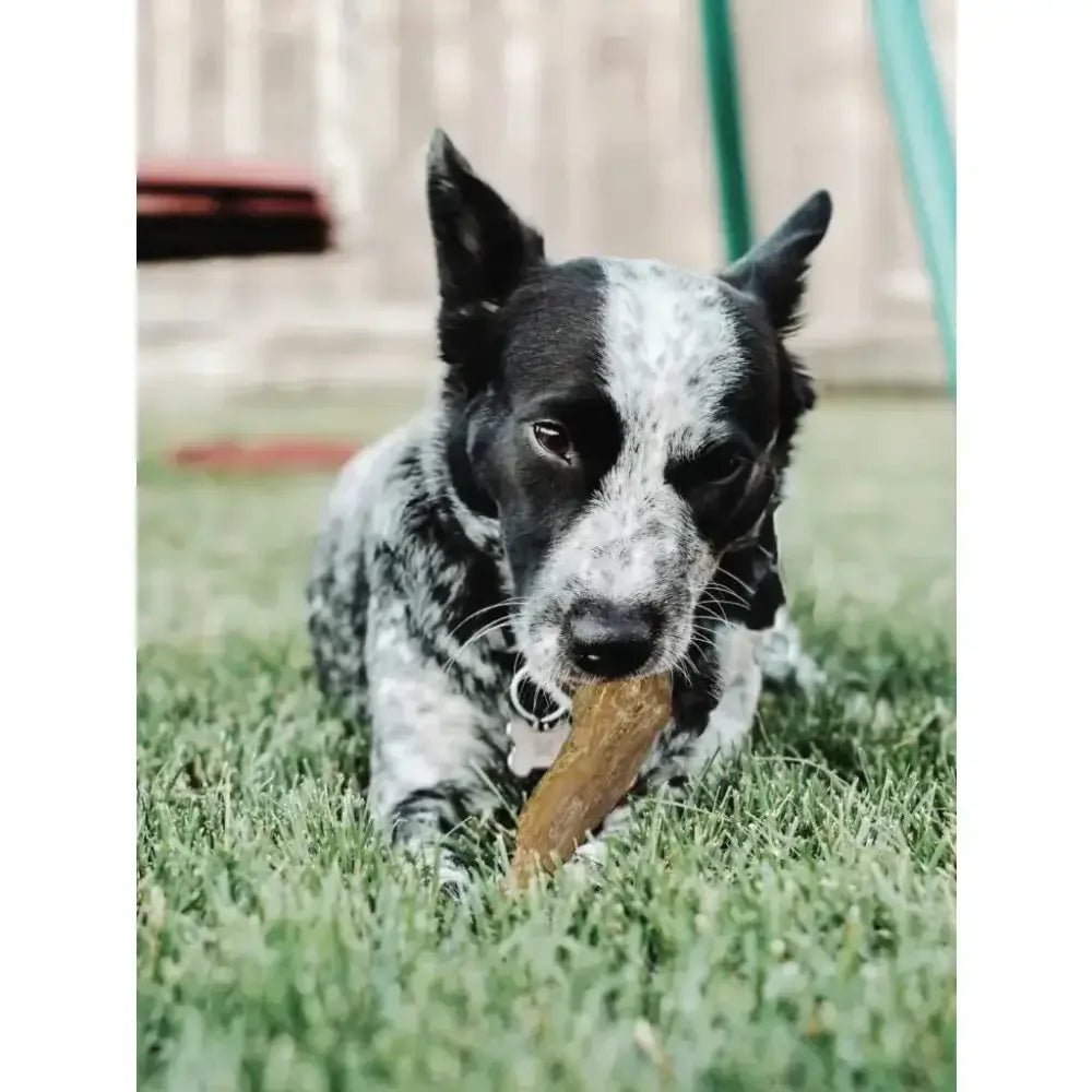 Spot Love The Earth Coffee Wood Dog Chew - Talis Us