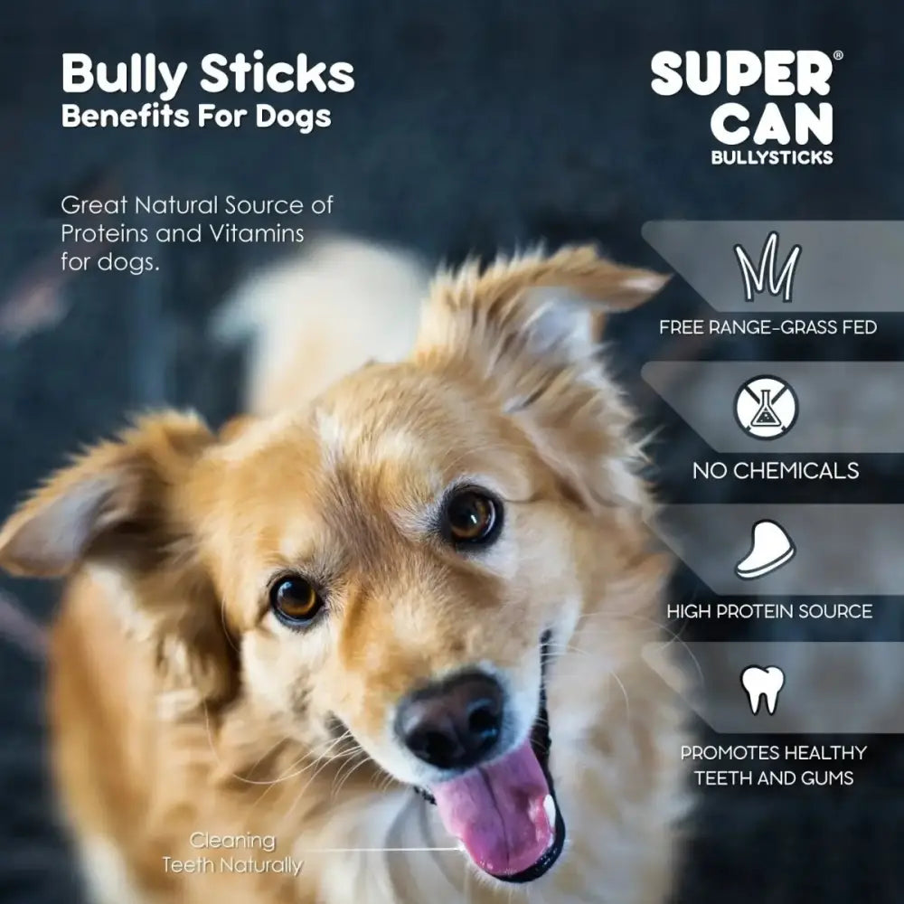 Supercan 12 inch Standard Odor Free Bully Sticks Case of 50 - Talis Us