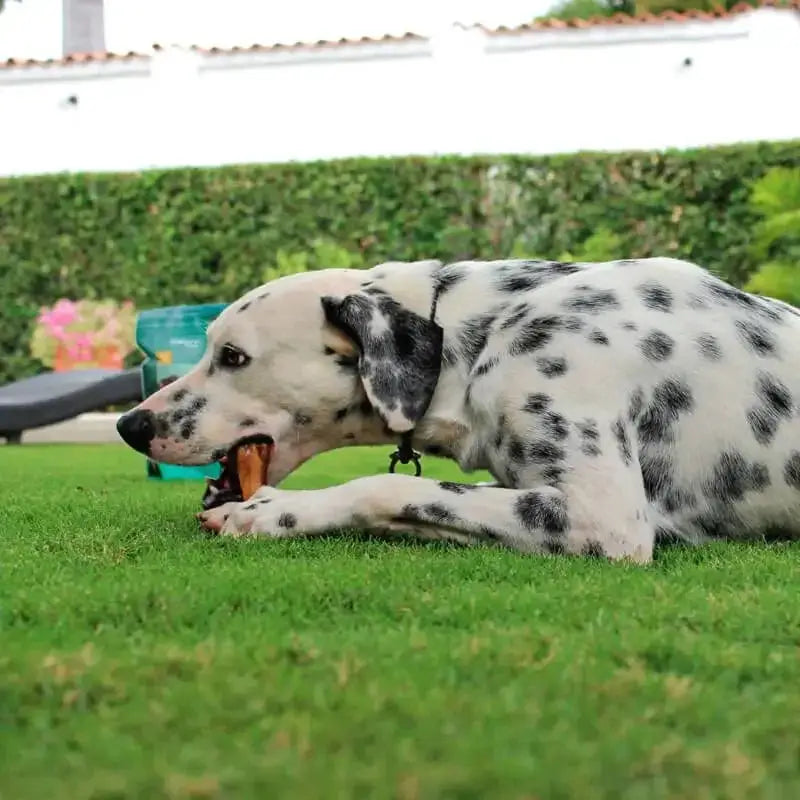 Supercan 12 inch Standard Odor Free Bully Sticks Case of 50 - Talis Us