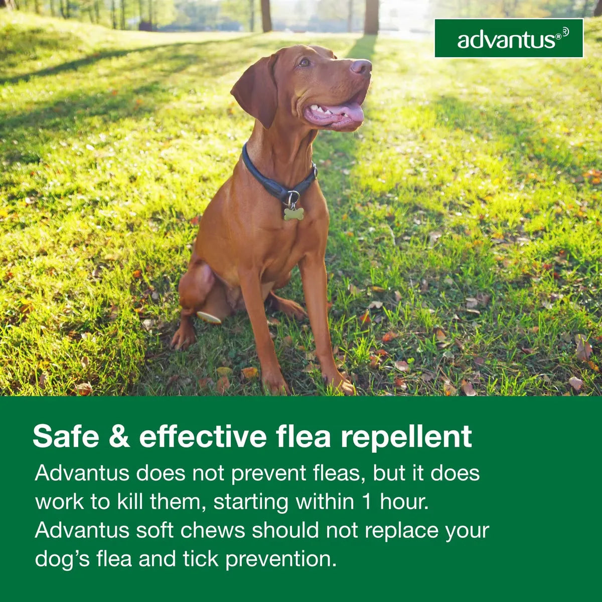 Talis Us Advantus Soft Chews for Large Dogs, 30 count, with a dog sitting on grass, promoting flea repellent.