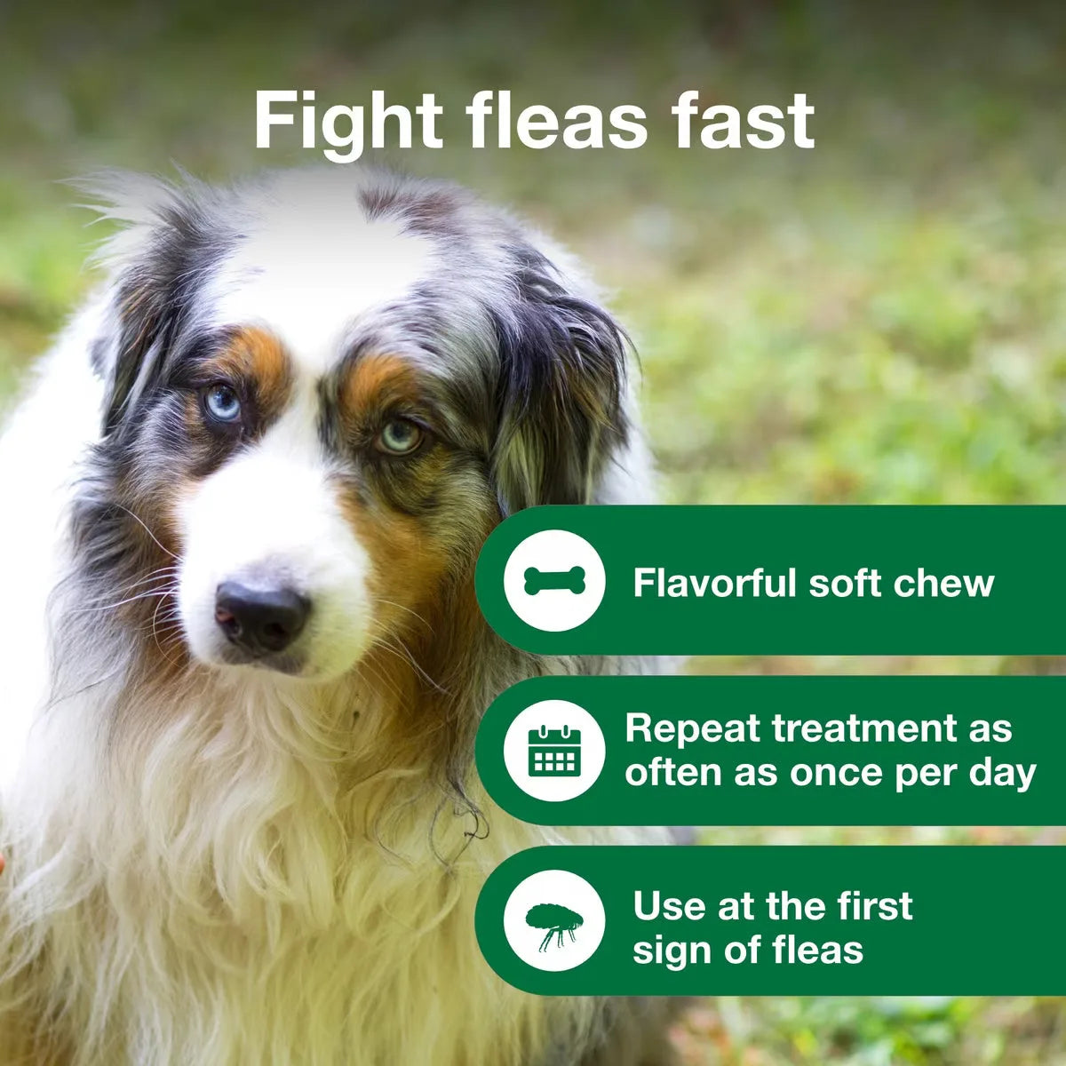 Talis Us Advantus Soft Chews for Large Dogs - 37.5 mg, 30 Count, featuring a dog and key benefits for flea treatment.