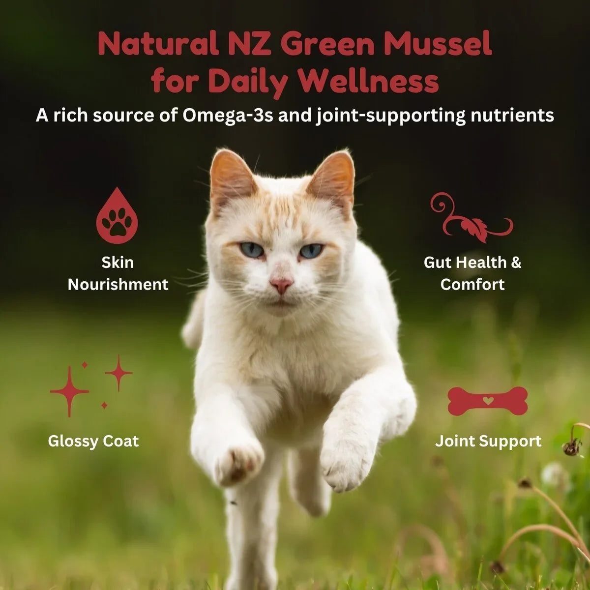 Kiwi Country Beef & NZ Green Mussel Wet Cat Food 24ea/3 oz - Talis Us