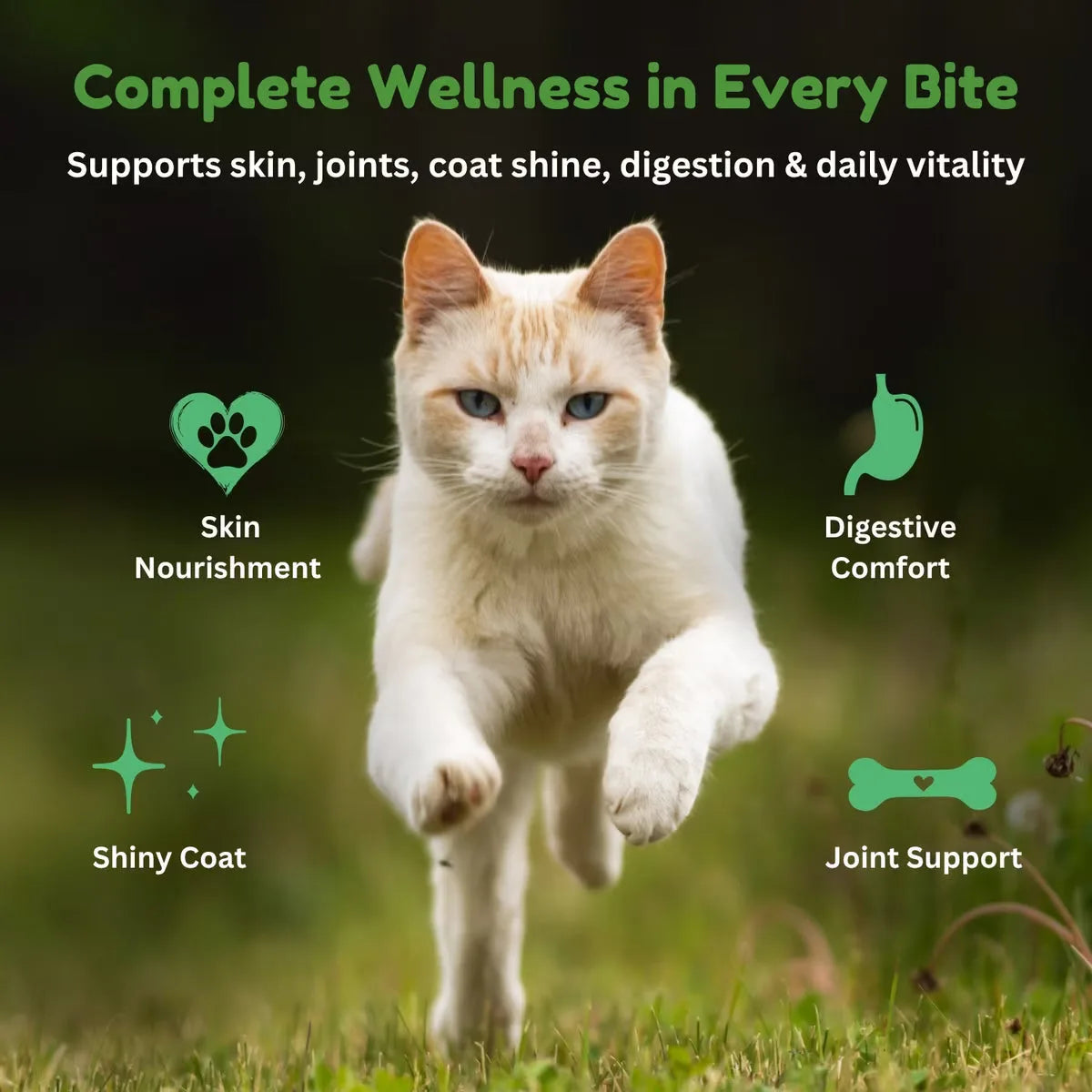 Kiwi Country grain free lamb cat food for complete wellness with skin, joint, and digestion support