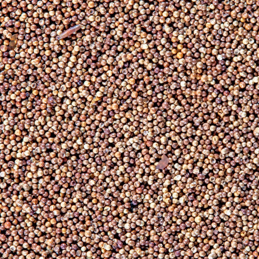 San Francisco Bay Brand 6Gm pack brine shrimp eggs for baby fish