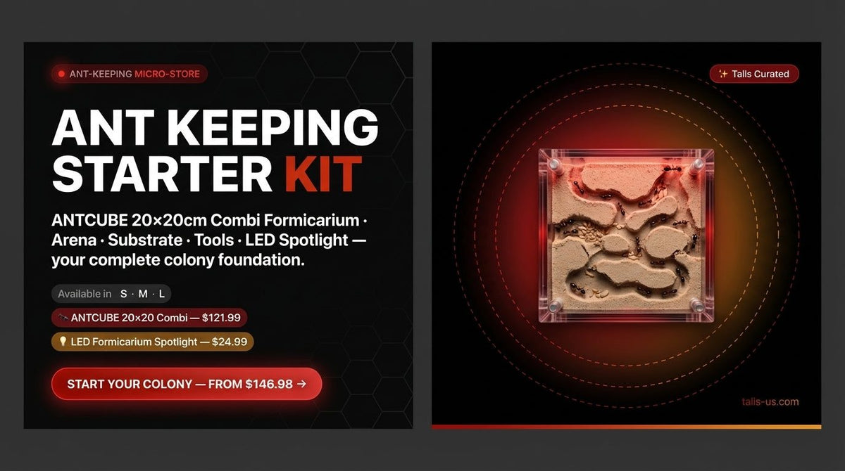 Split image showing text details of ant keeping starter kit and a close-up of a transparent ant habitat with tunnels and chambers