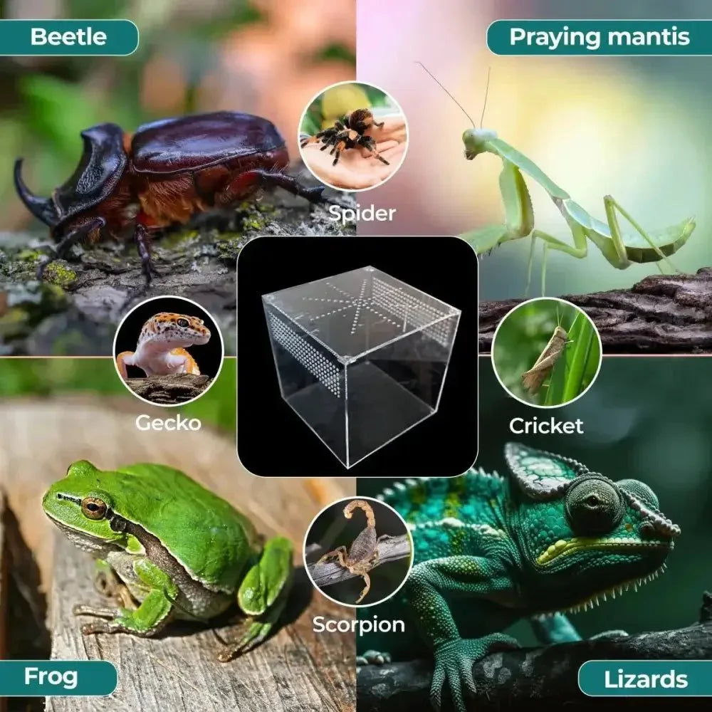 Talis - us Acrylic Reptile Enclosure Terrarium Cage For Lizard Snake Tarantula 9"x 9"x 9" - Talis Us
