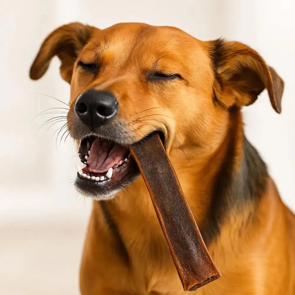 Talis Us Camel Skin Dog Chews - Natural Treats 12 in, 10 ct - Talis Us
