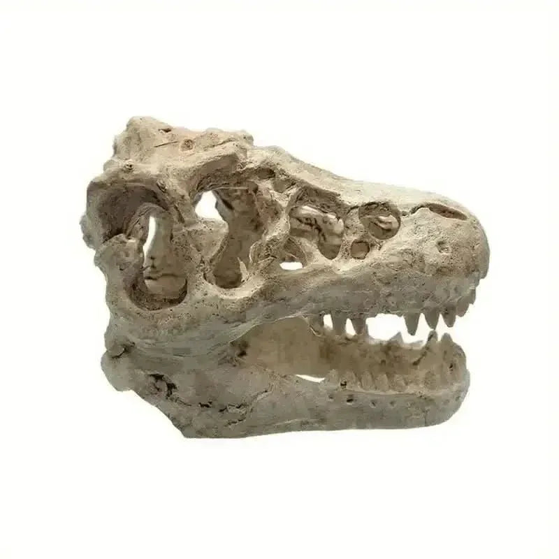 Talis - us Crocodile Skull Resin Ant Farm Decor - Talis Us