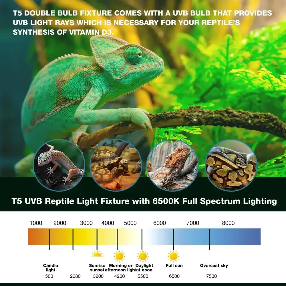 Talis - us Double Bulb Fixture with Arcadia and 6.5k Day - Light Bulbs HO T5 UVB Reptile Light Terrarium Hood - Talis Us