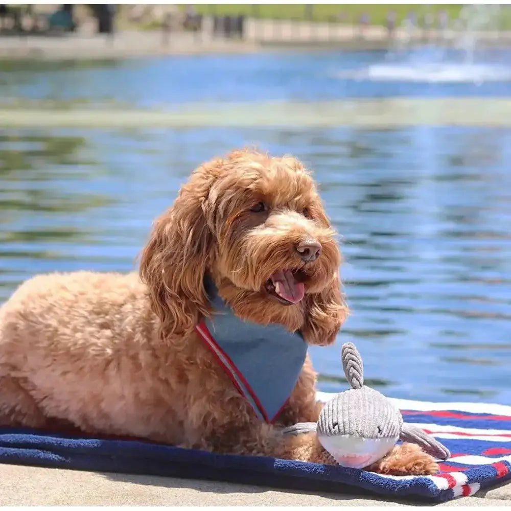 Tall Tails Crunch Shark Dog Toys 14" - Talis Us