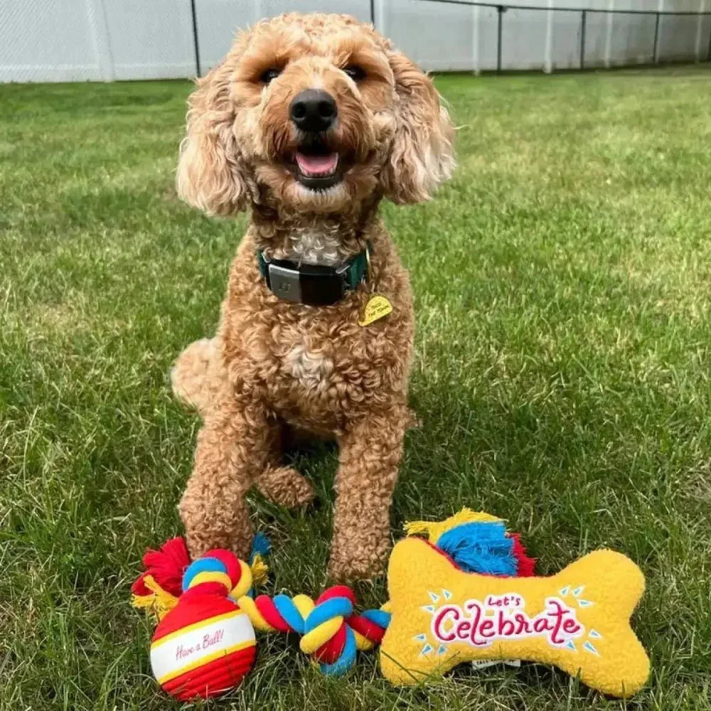 Tall Tails Let's Celebrate 3 - Piece Gift Box for Dog - Talis Us