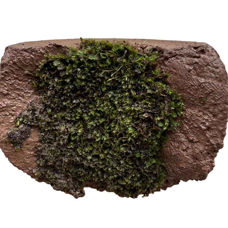 Lugarti TerraMud for Vertical Gardens - Your Ultimate Solution for Stunning Green Walls