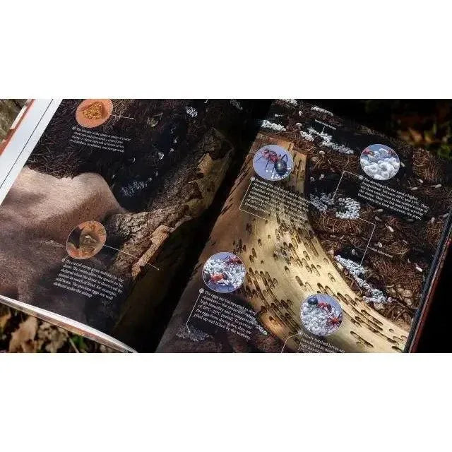 The Ant Collective: Inside the World of an Ant Colony by Armin Schieb - Talis Us