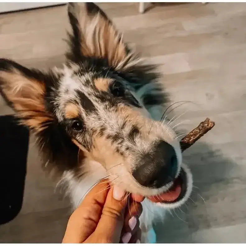 Tilted Barn Pet Canadian Bacon Recipe Miniwags Dog Treats 3.53oz - Talis Us