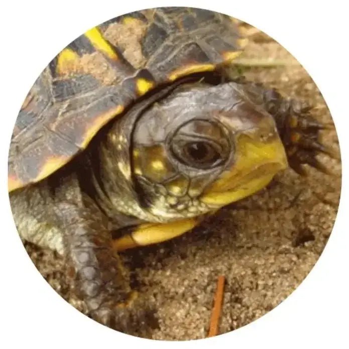 TropicZone Box Turtle Diet Stage - 1 Baby Formula - Talis Us