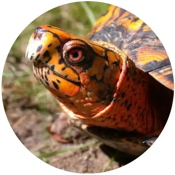 TropicZone Box Turtle Diet Stage - 3 Adult Formula - Talis Us