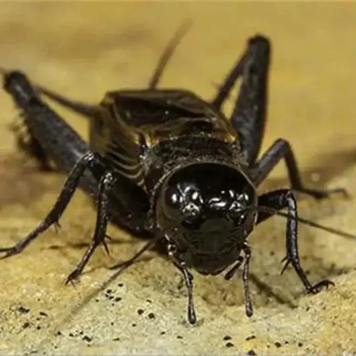 TropicZone Cricket Performance Gut Load - Talis Us