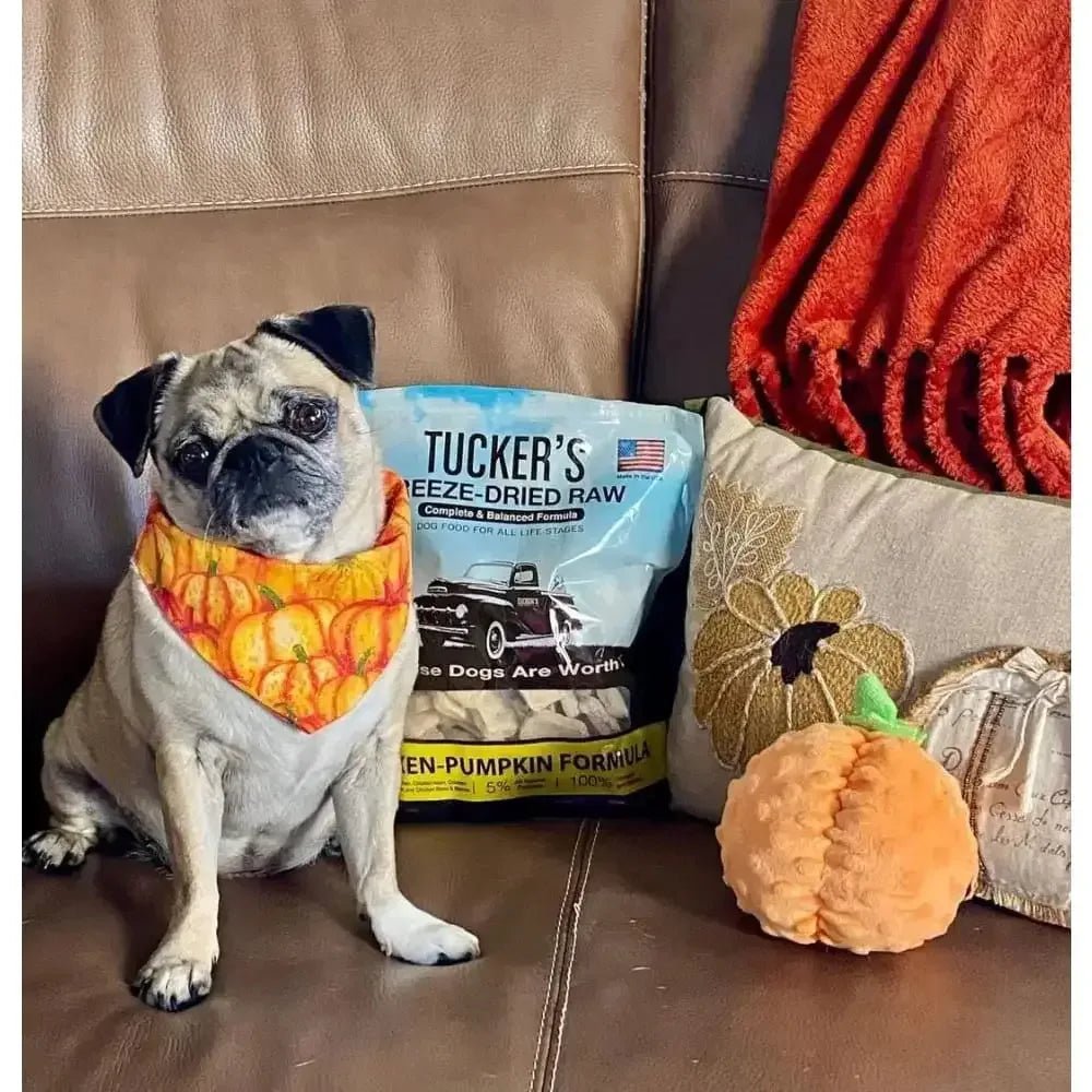 Tucker's® Chicken - Pumpkin Formula Freeze - Dried Dog Food, 14 Oz - Talis Us