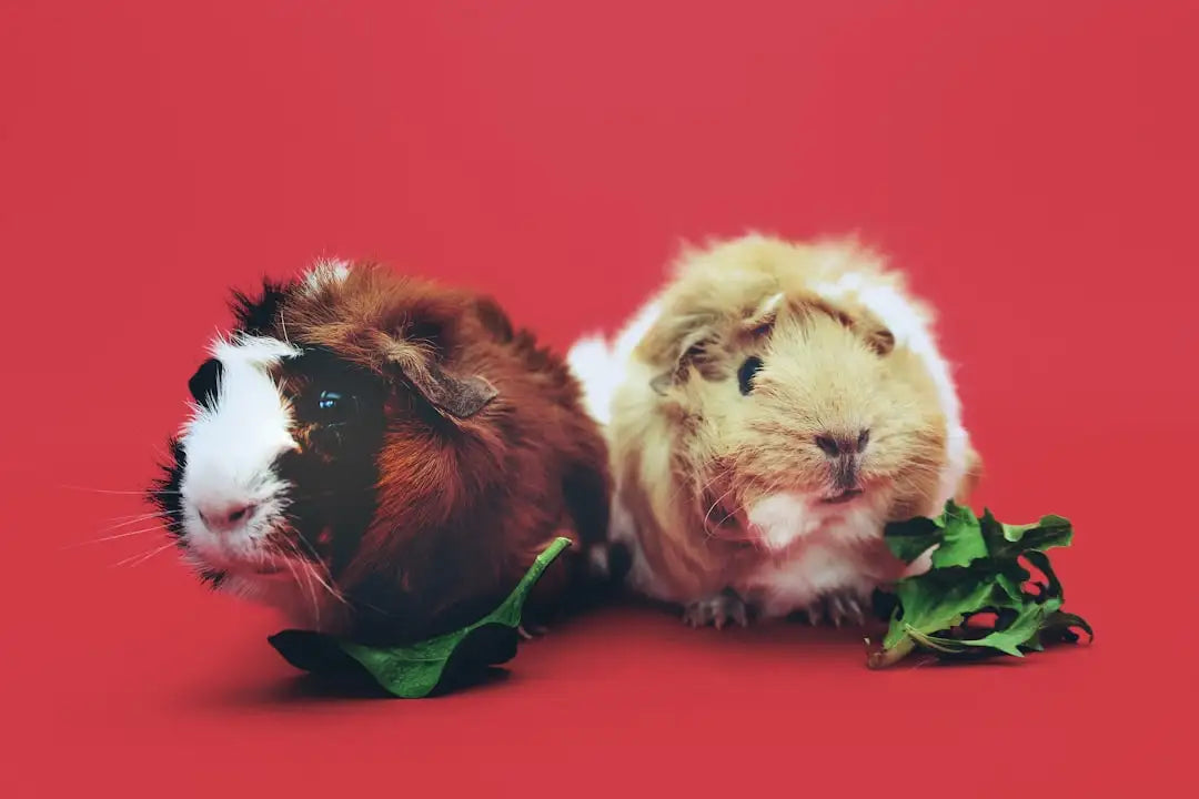 Two fluffy guinea pigs, one with brown and white fur and the other with cream and white fur, are sitting side by side on a vibrant red background.