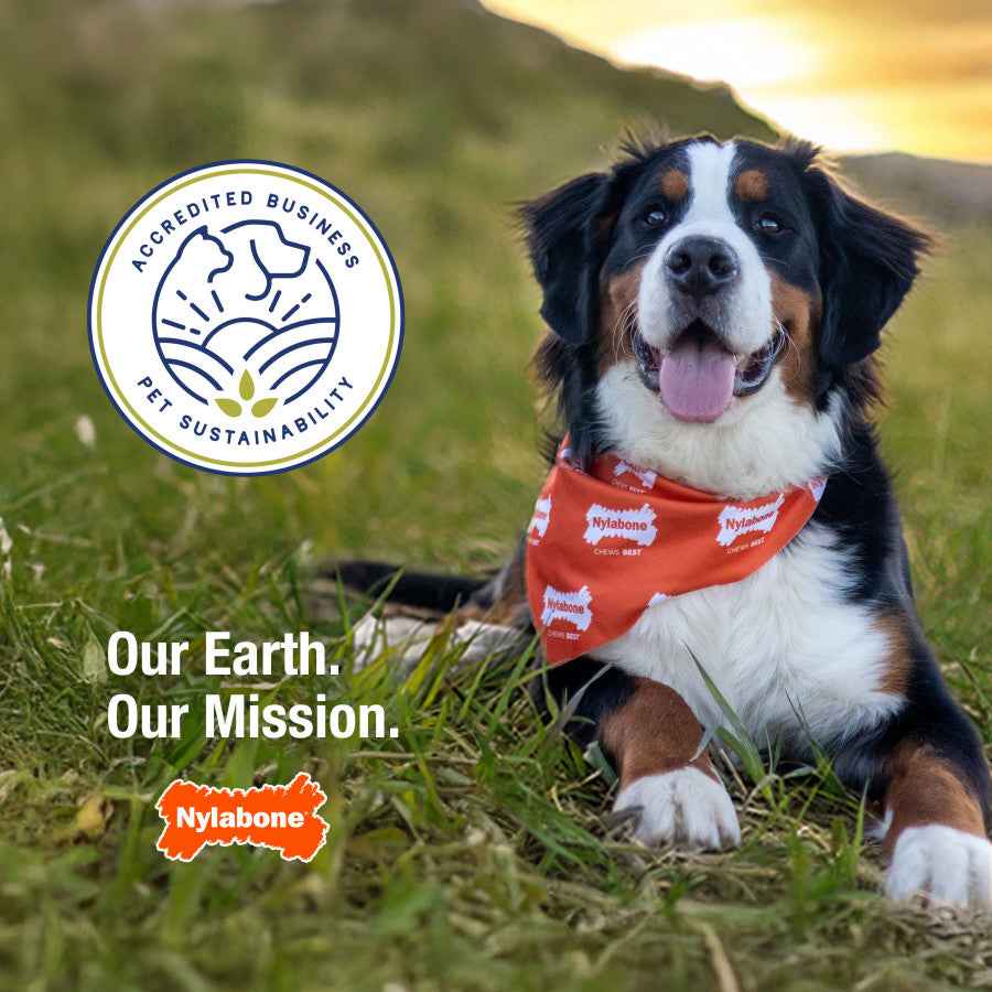 Nylabone Power Chew Love Our Oceans Infinity Braid Bone Dog Chew Toy