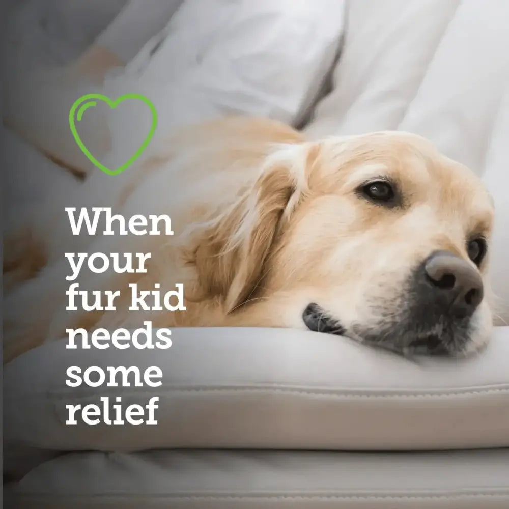 Vetality Canine Aspirin – Fast Acting Pain Relief for Dogs - Talis Us