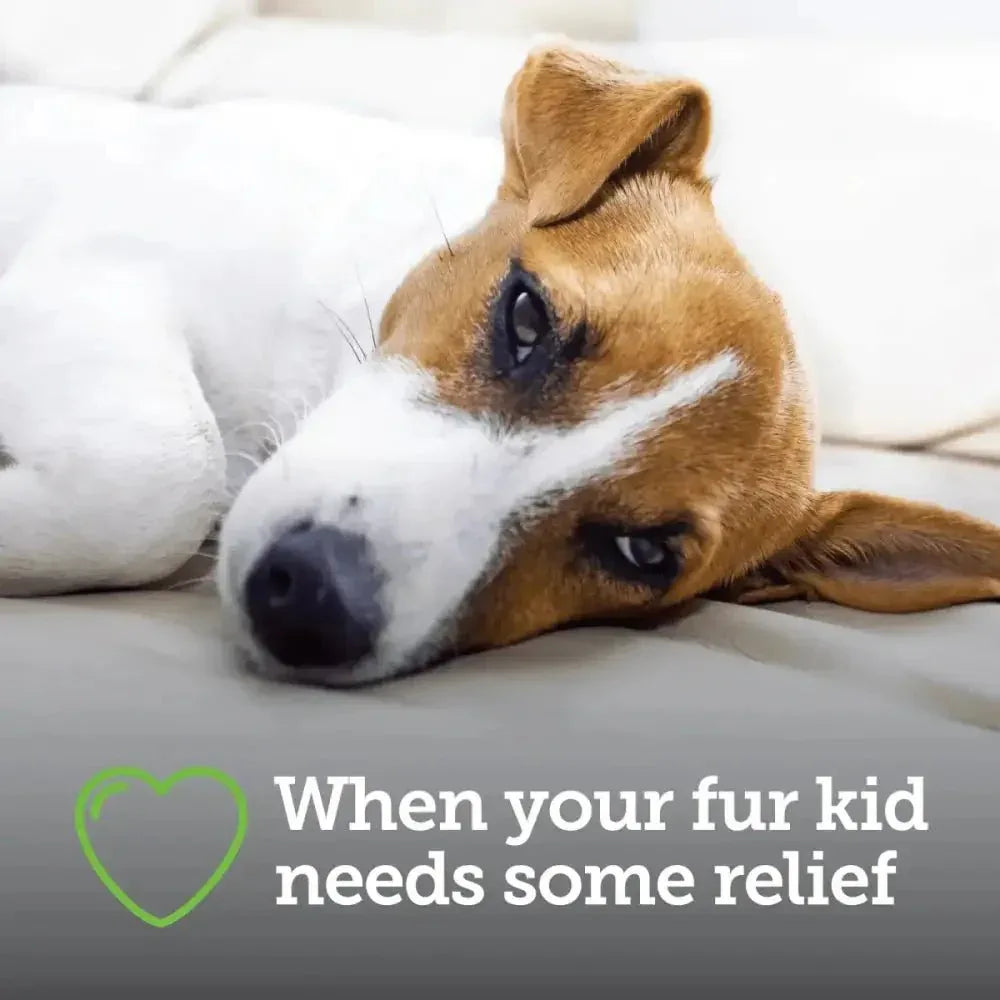 Vetality Canine Aspirin – Fast Acting Pain Relief for Dogs - Talis Us