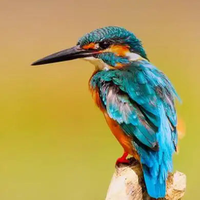 A vibrant blue and orange kingfisher perched on a branch, showcasing its iridescent feathers and sharp black beak.