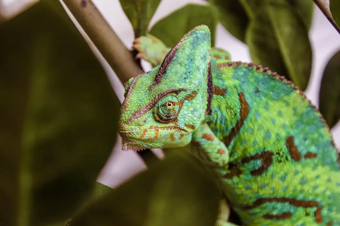 A vibrant green chameleon with intricate brown and blue markings, perched on a branch.