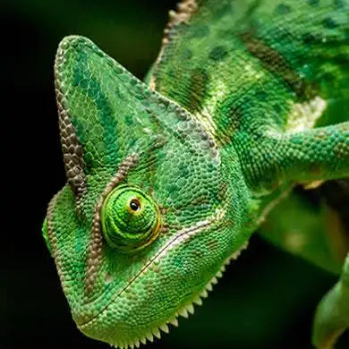 A vibrant green chameleon with intricate, textured scales and a strikingly detailed eye.