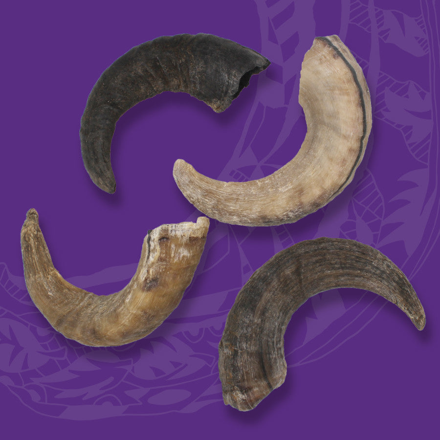 Four curved, natural Icelandic lamb horns in various shades of brown and black on a purple background.