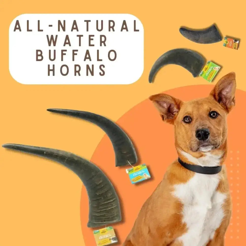 Water Buffalo Horn Chews for Aggressive Chewers Long Lasting and All Natural - Talis Us