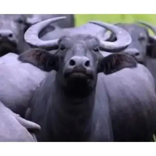 Wild Eats Prime Select Dog Treat Pack 11 ct Wild Eats